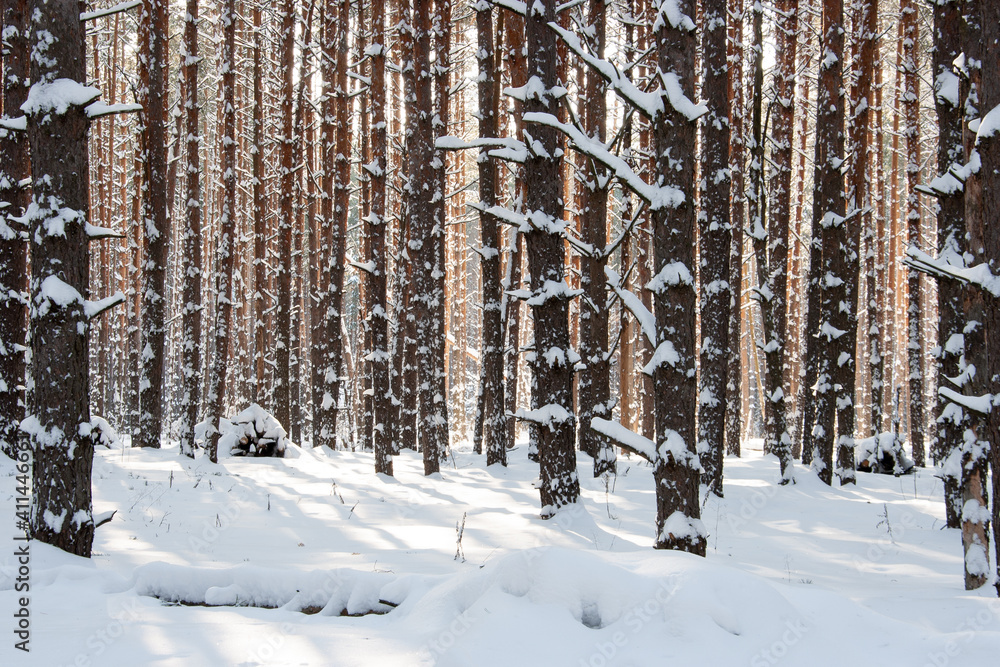 Fototapeta premium Winter pine forest on a sunny day