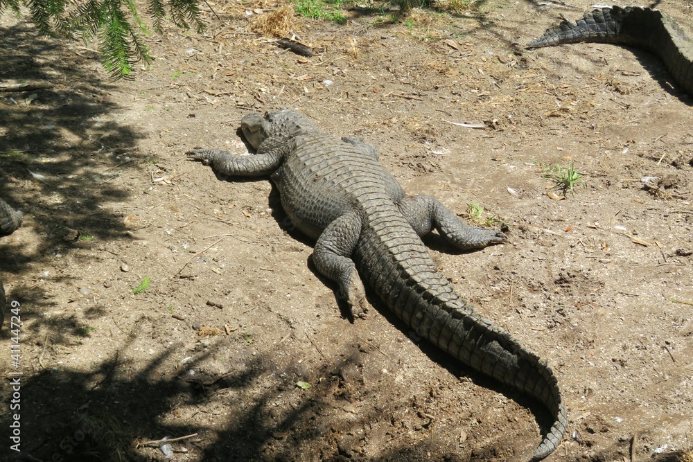 Big alligator resting on the ground in Florida zoological garden Big alligator resting on the ground in Florida zoological garden