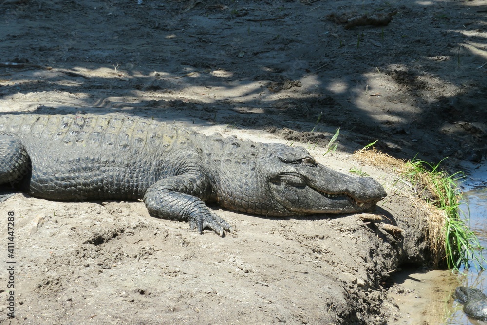 Big alligator resting near the pond in Florida farm, closeup Big alligator resting near the pond in Florida farm, closeup