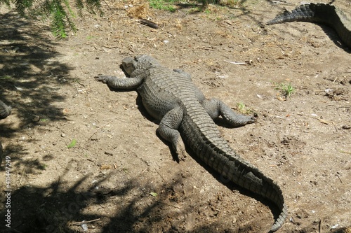 Big alligator resting on the ground in Florida wild