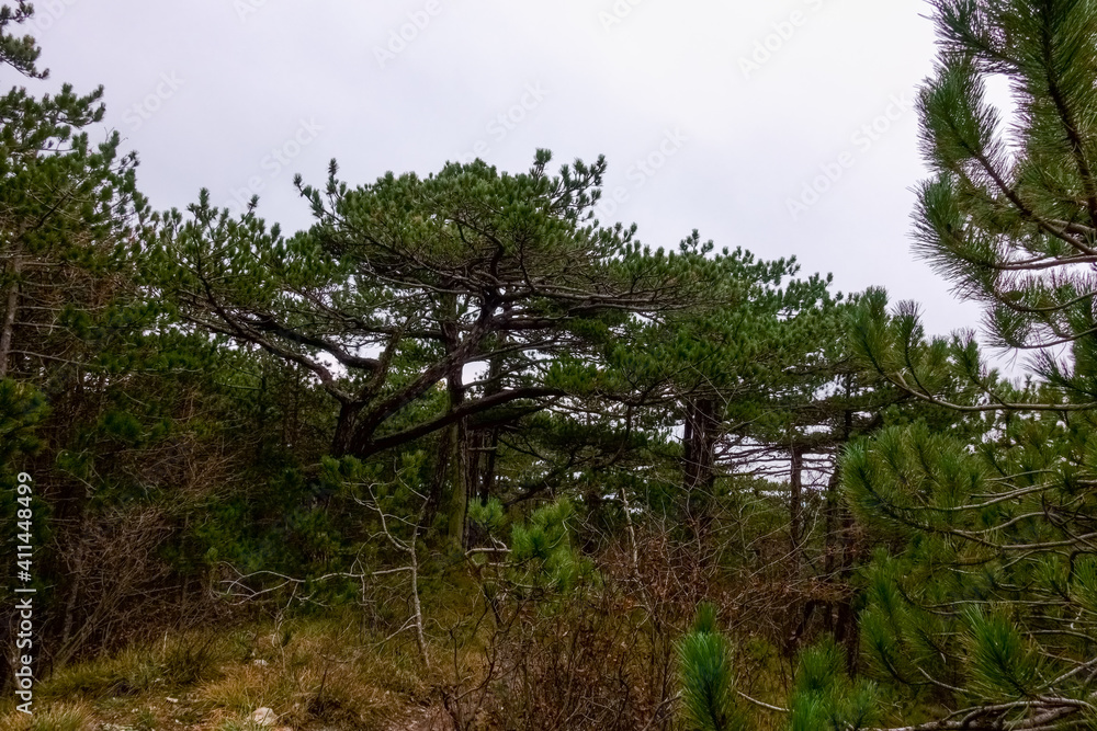 nice trees in a pine forest while hiking on a hill nice trees in a pine forest while hiking on a hill