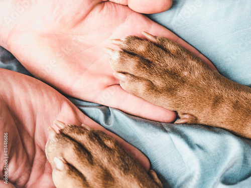 Male hands and paws of a puppy. Close-up, indoor, view from above. Concept of care, education, obedience training, raising pets