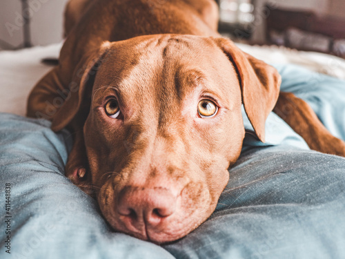 Charming, adorable puppy of chocolate color. Close-up, indoor, side view. Day light. Concept of care, education, obedience training, raising pets
