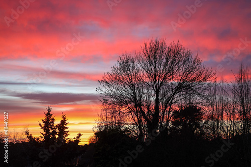 Rural Winter sunset with seasonal leafless trees and pine tree on the background. Suburbs area of London.