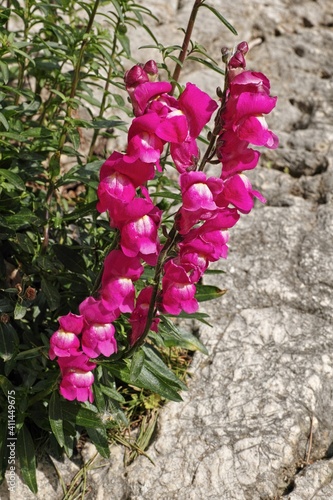 common snapdragon photo