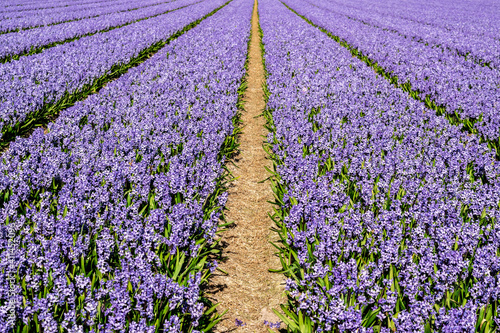 Blooming purple hyacinths closeup in the field, view between flower rows in  perspective to the horizon line, soft focus. Straw mulch in flower plantings on a farm field in Holland.
