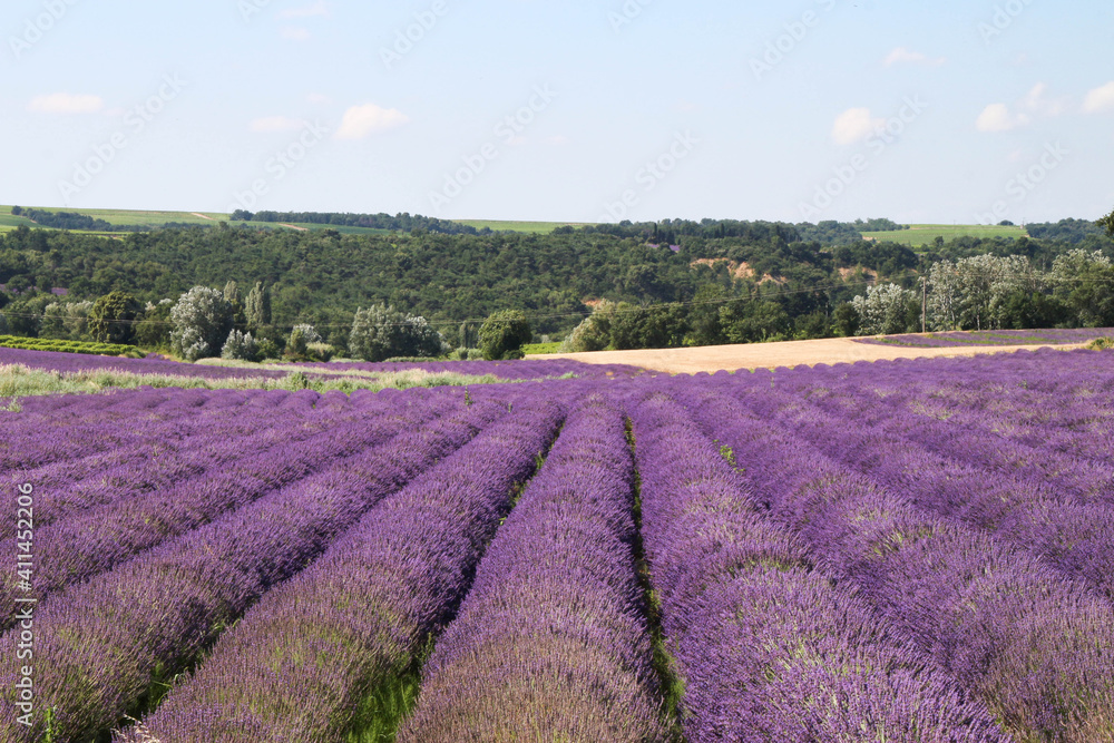 Fototapeta premium Lavande plateau de Vinsobres