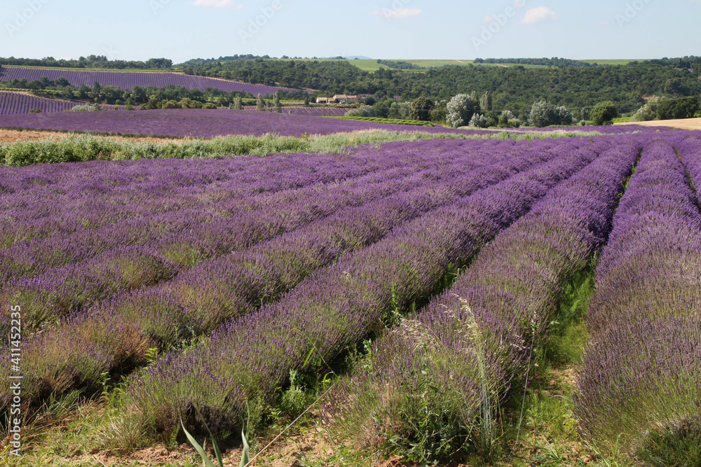 Fototapeta premium Lavande plateau de Vinsobres