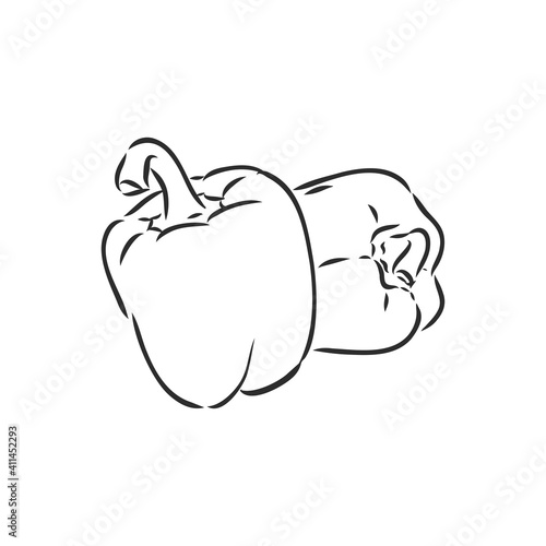 Sweet pepper. Vector hand drawn vegetables isolated on white background. bell pepper, vector sketch illustration