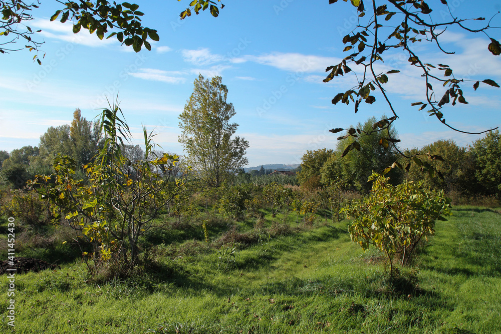 Fototapeta premium Paysage