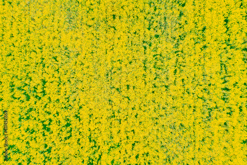 Aerial View. Agricultural Landscape With Flowering Blooming Rapeseed, Oilseed In Field Meadow In Spring Season. Blossom Of Canola Yellow Flowers. Beautiful Rural Natural Background