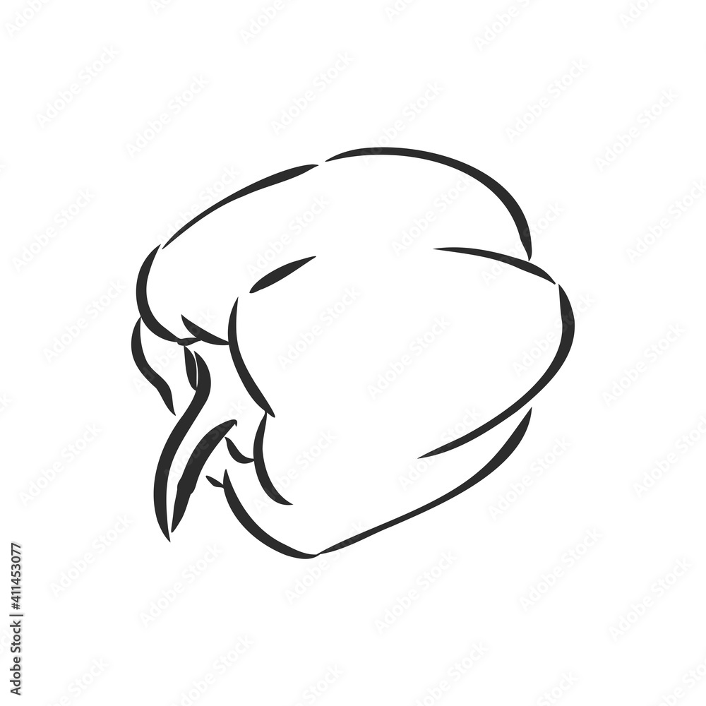 Sweet pepper. Vector hand drawn vegetables isolated on white background. bell pepper, vector sketch illustration Sweet pepper. Vector hand drawn vegetables isolated on white background. bell pepper, vector sketch illustration