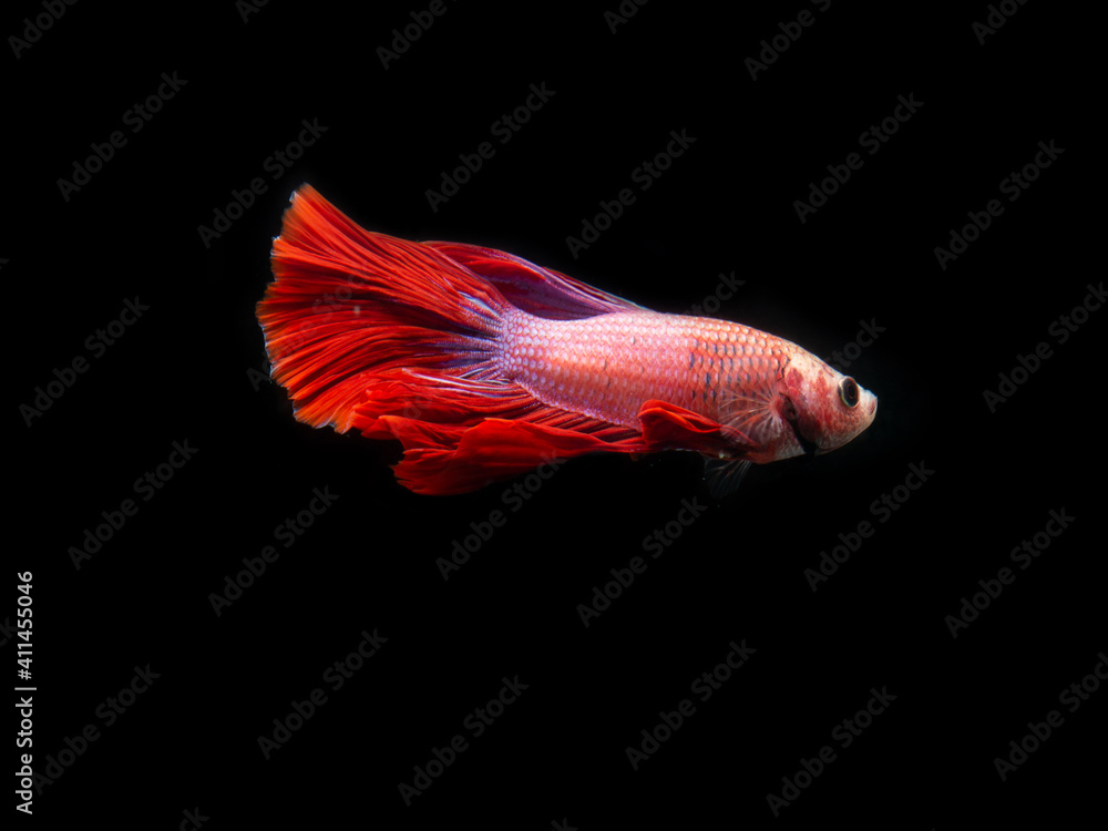 red siamese fighting fish red siamese fighting fish