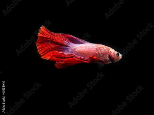 red siamese fighting fish