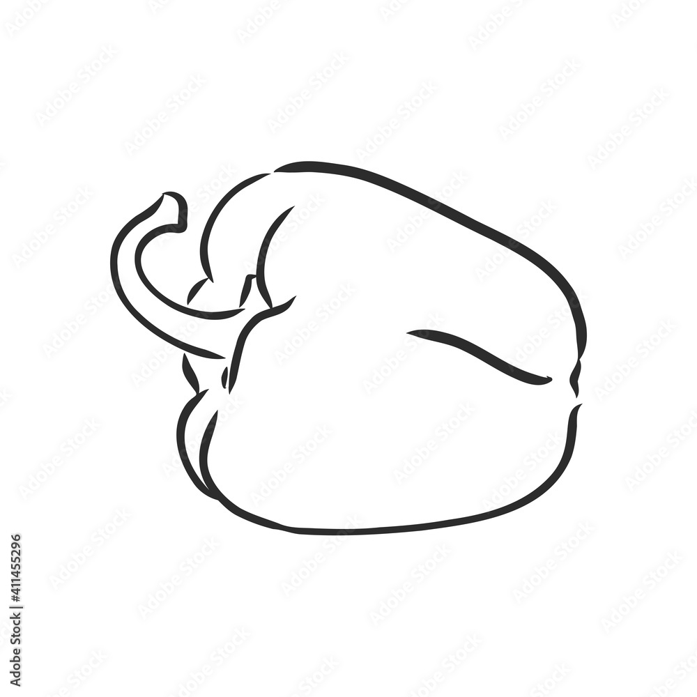 Sweet pepper. Vector hand drawn vegetables isolated on white background. bell pepper, vector sketch illustration Sweet pepper. Vector hand drawn vegetables isolated on white background. bell pepper, vector sketch illustration