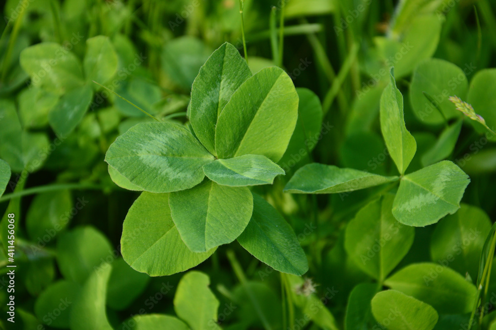 Green leaves of clover in the meadow. macro photography. meadow grass in summer Green leaves of clover in the meadow. macro photography. meadow grass in summer