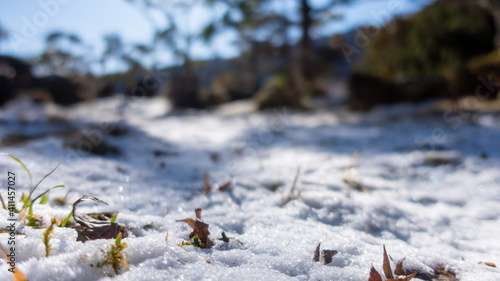 積雪から生える雑草 © aomas