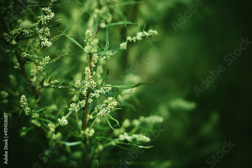Картината върху платно The bitter-smelling flowers of green wormwood grow among the wild grass in the summer