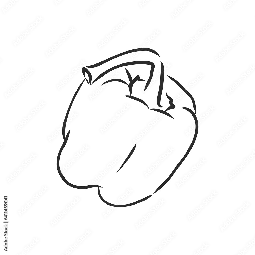 Sweet pepper. Vector hand drawn vegetables isolated on white background. bell pepper, vector sketch illustration Sweet pepper. Vector hand drawn vegetables isolated on white background. bell pepper, vector sketch illustration