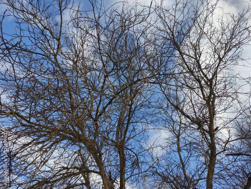 trees and sky trees and sky