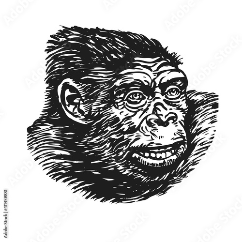 Gorilla Head Sketch Drawing. Animal Wildlife Vector