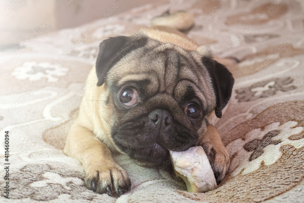 funny pug dog gnaws and eating bone at home, doggy delicious treat