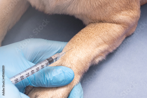 veterinarian in medical gloves giving an injection with a syringe to a pug dog
