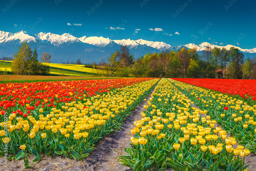 Various colorful tulips and snowy mountains in background, Transylvania, Romania