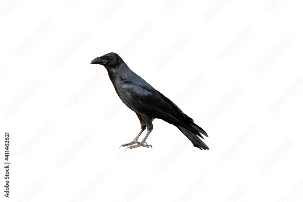 Fototapeta premium Side view of a Carrion Crow, Corvus corone, isolated on white