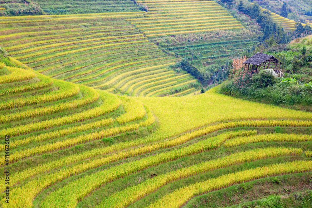 Longji Rice Terraces