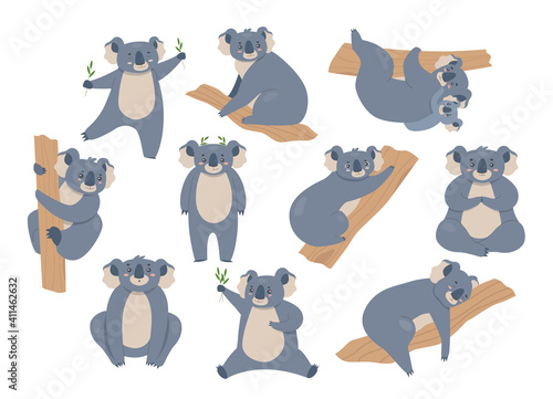 Koala vector illustration set. Cartoon cute furry animals characters in different poses collection, gray bear koalas climbing eucalyptus tree, sitting and eating, alone or with baby isolated on white