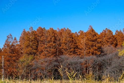 秋 紅葉 森 メタセコイヤ 紅葉 美しい 綺麗 穏やか 茶色 青空