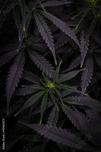 cannabis bush with leaves in dark style background image