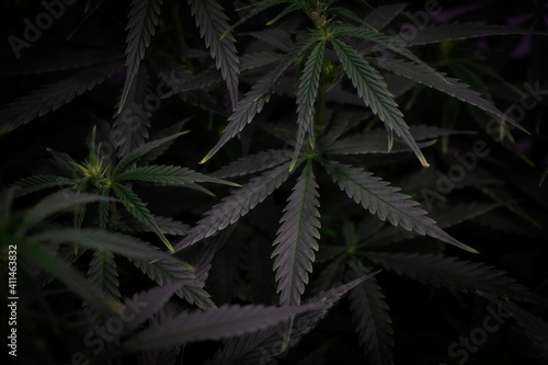 cannabis bush with leaves in dark style background image