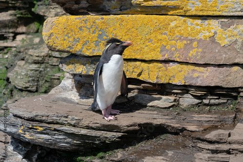 The rockhopper penguin (Eudyptes chrysocome) Fototapeta