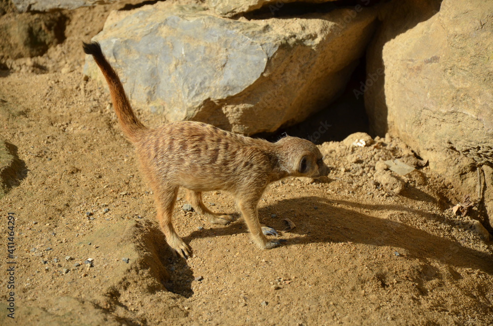 Obraz premium Meerkat (Surikate), zoo of Frankfurt am Main, Germany