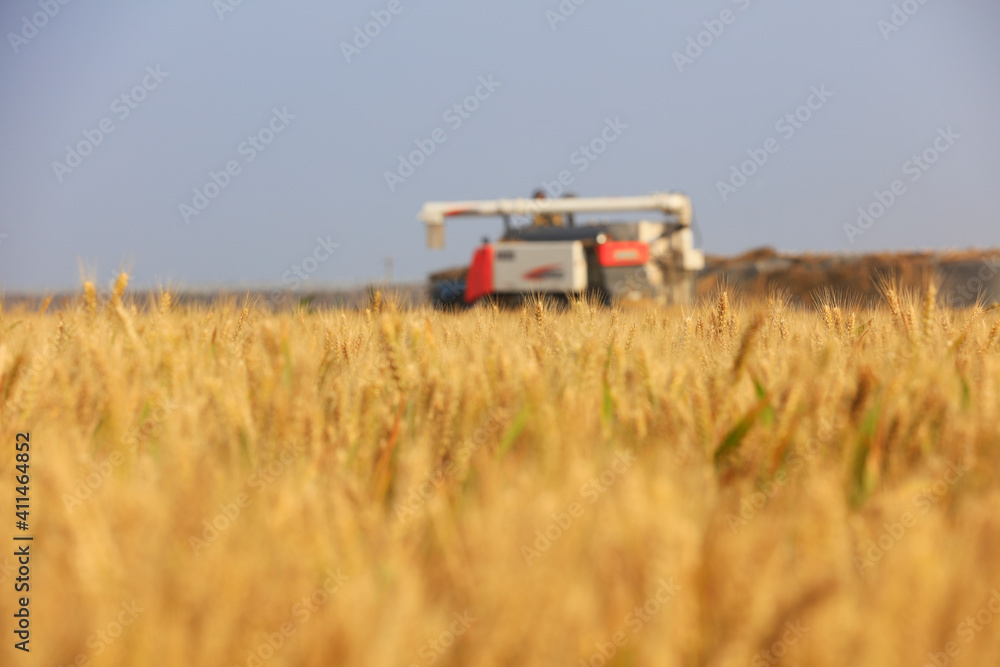 farmers use harvesters to harvest wheat in fields, LUANNAN COUNTY, Hebei Province, China farmers use harvesters to harvest wheat in fields, LUANNAN COUNTY, Hebei Province, China