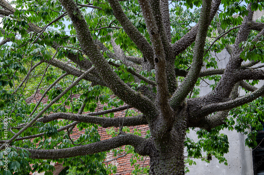 Florettseidenbaum Florettseidenbaum