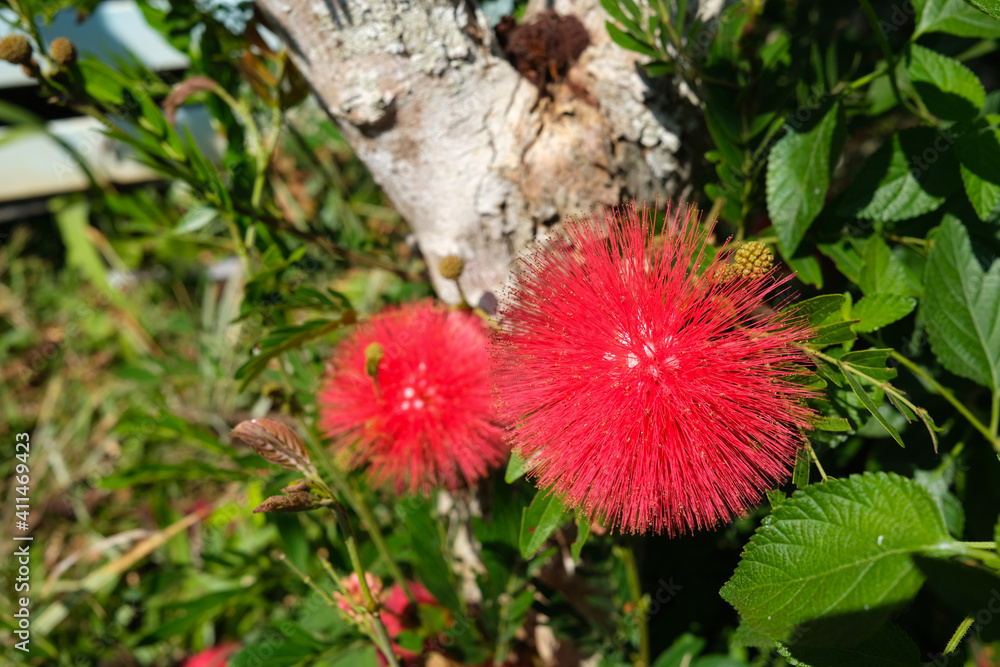 Selective Focus on blooming Red Powder Puff Flower also know as Calliandra flower with blurred background Selective Focus on blooming Red Powder Puff Flower also know as Calliandra flower with blurred background