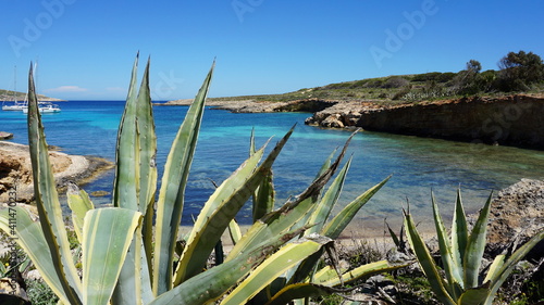 agaves at the San Niklaw Bay on Comino Island, Malta, March
