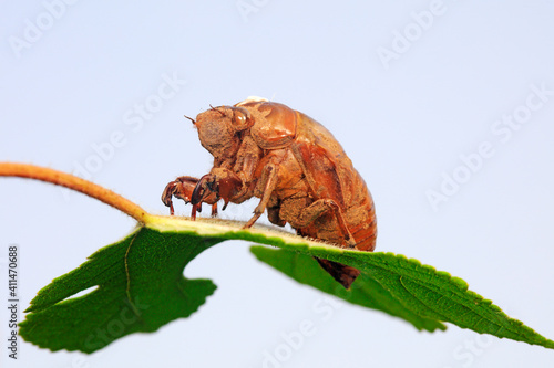 Cicadas slough on wild plants, North China photo