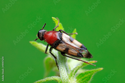 Fleas live on wild plants, North China