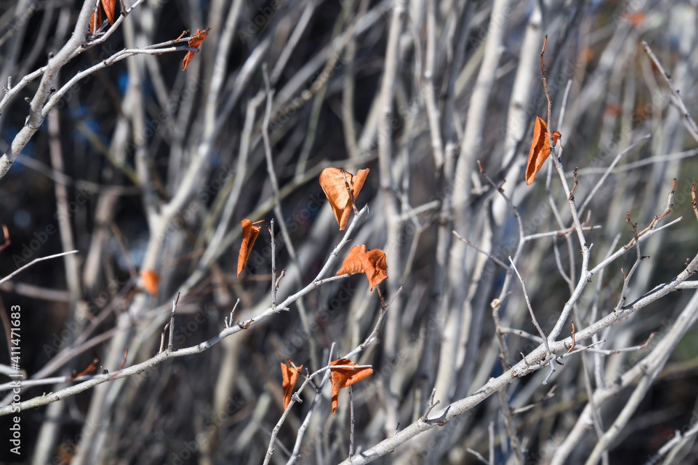 Winter Scenery with Fallen Leaves Winter Scenery with Fallen Leaves