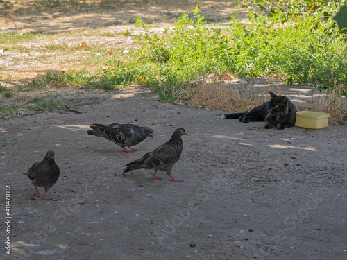 A Black Cat Looks Attentively at The Pigeons Scurrying Around and Pretends That She Is Not Interested photo