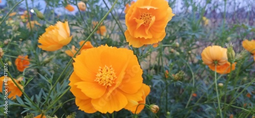 Kenikir or Cosmos caudatus flowers are yellow with morning day. two color yellow and orange flower cosmos- image