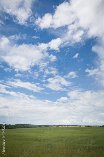 Agriculture field landscape on a sunny day. The field is sown with wheat. Green grass and blue sky with white clouds.