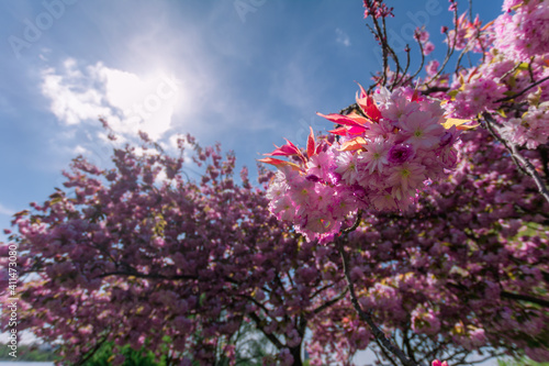 Beautiful cherry blossom sakura in spring time over blue sky.