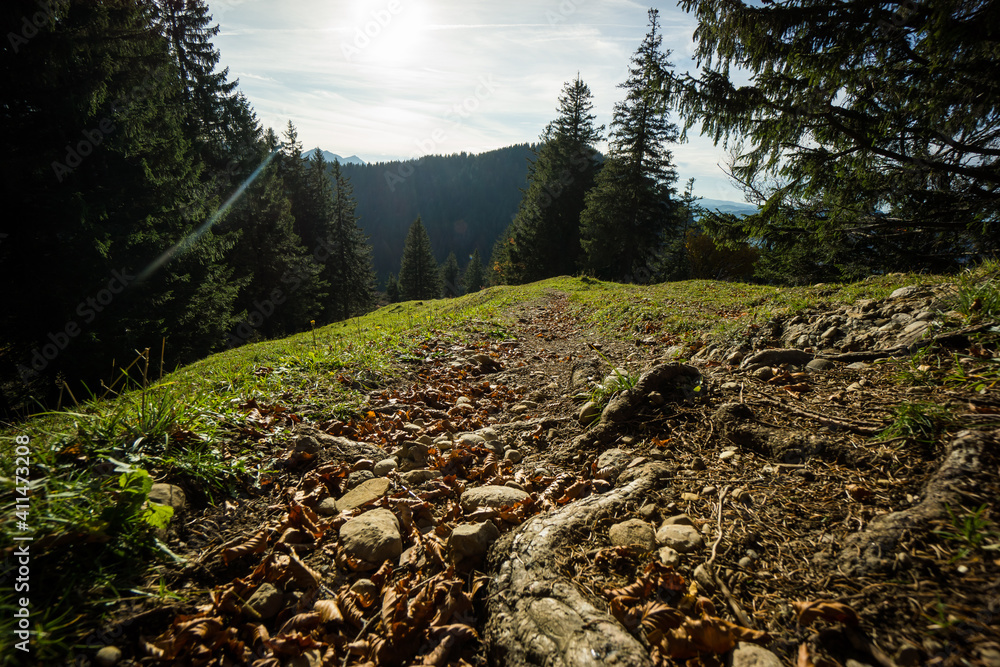 Obraz premium macro photo from footpath alps