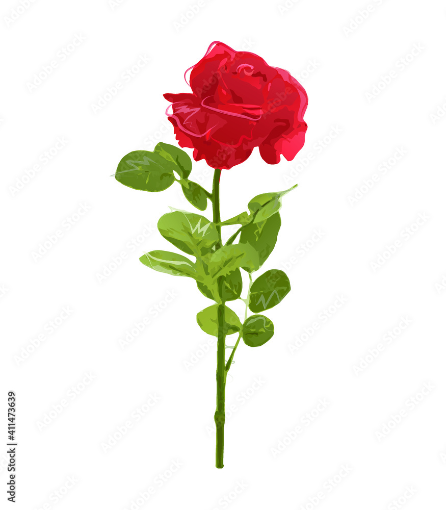 Obraz premium Watercolor rose flower card banner valentine day poster beauty drops draw edit vector transparent