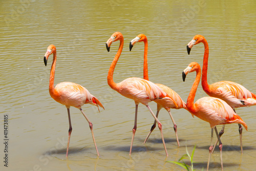 Five crimson flamingos with black beak are marching together elegantly in the pond. 